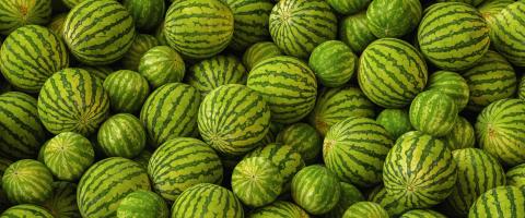 Many big sweet green watermelons- Stock Photo or Stock Video of rcfotostock | RC Photo Stock