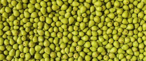 many Pears as a background, banner size : Stock Photo or Stock Video Download rcfotostock photos, images and assets rcfotostock | RC Photo Stock.: