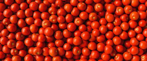 Many red tomatoes are for sale in the supermarket, banner size- Stock Photo or Stock Video of rcfotostock | RC Photo Stock