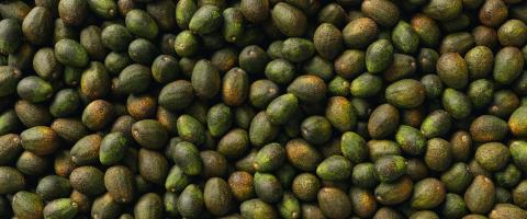 Many ripe avocados as a fruit background texture panorama, banner size- Stock Photo or Stock Video of rcfotostock | RC Photo Stock