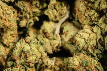 Marijuana Weed Cannabis Dope buds background- Stock Photo or Stock Video of rcfotostock | RC Photo Stock