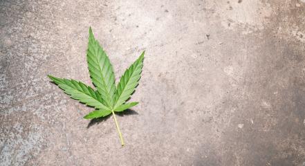 Mature Marijuana leaf on old metallic table.  copyspace for your individual text.- Stock Photo or Stock Video of rcfotostock | RC Photo Stock
