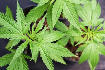 Mature Marijuana Plant with Bud and Leaves. Texture of Marijuana Plants at Indoor Cannabis Farm. Cannabis Plants Growing Indoor with young Marijuana Buds- Stock Photo or Stock Video of rcfotostock | RC Photo Stock