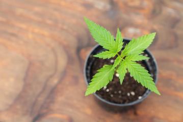 Mature Marijuana Plant with Leaves. Cannabis Plants Growing Indoor concept image- Stock Photo or Stock Video of rcfotostock | RC-Photo-Stock