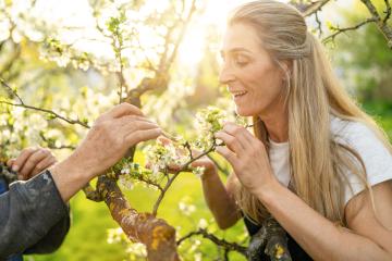 Mature woman smiling while a man pollinates apple blossoms with a brush in sunlight : Stock Photo or Stock Video Download rcfotostock photos, images and assets rcfotostock | RC Photo Stock.: