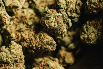 Medicinal Marijuana Weed Cannabis Dope Medical Buds- Stock Photo or Stock Video of rcfotostock | RC-Photo-Stock