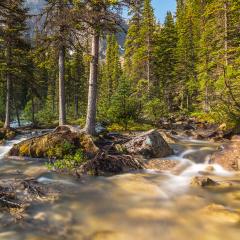 moraine lake brook in the woods at banff canada- Stock Photo or Stock Video of rcfotostock | RC-Photo-Stock