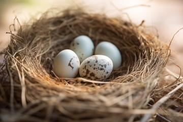 Nest with eggs on a warm, soft background in golden light
 : Stock Photo or Stock Video Download rcfotostock photos, images and assets rcfotostock | RC Photo Stock.: