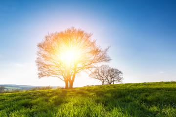 oak tree on spring meadow at sunset and blue Sky : Stock Photo or Stock Video Download rcfotostock photos, images and assets rcfotostock | RC Photo Stock.: