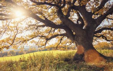 old oak tree at autumn- Stock Photo or Stock Video of rcfotostock | RC-Photo-Stock