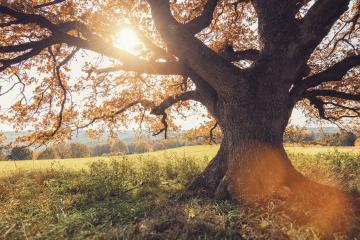 old oak tree at autumn with golden sun shines throug the treetop- Stock Photo or Stock Video of rcfotostock | RC-Photo-Stock