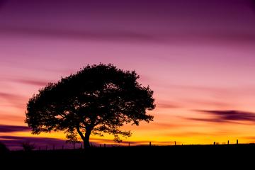Old oak tree silhouette on colorful sunset in summer at the Eifel national park in germany- Stock Photo or Stock Video of rcfotostock | RC Photo Stock