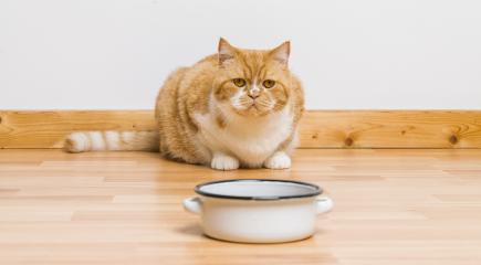 old Tabby cat looking at the food bowl- Stock Photo or Stock Video of rcfotostock | RC-Photo-Stock
