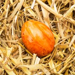 orange easter egg lie in straw- Stock Photo or Stock Video of rcfotostock | RC Photo Stock