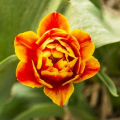 Orange Tulip flower- Stock Photo or Stock Video of rcfotostock | RC Photo Stock