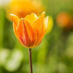 Orange Tulip flower bud : Stock Photo or Stock Video Download rcfotostock photos, images and assets rcfotostock | RC Photo Stock.: