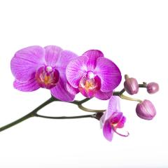 orchid flower in pink on white background- Stock Photo or Stock Video of rcfotostock | RC Photo Stock
