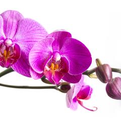 orchid flower in pink on white background- Stock Photo or Stock Video of rcfotostock | RC Photo Stock