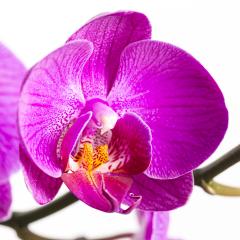 orchid flower in pink on white background- Stock Photo or Stock Video of rcfotostock | RC-Photo-Stock