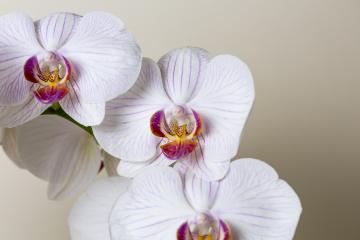 Orchid flowers in Pink and white color on brown background : Stock Photo or Stock Video Download rcfotostock photos, images and assets rcfotostock | RC-Photo-Stock.: