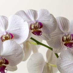 Orchid flowers in Pink and white color on brown background- Stock Photo or Stock Video of rcfotostock | RC-Photo-Stock