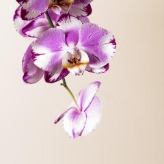 Orchid flowers in pink and white colors on brown background- Stock Photo or Stock Video of rcfotostock | RC-Photo-Stock