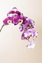 Orchid flowers in Pink and white colors on brown background- Stock Photo or Stock Video of rcfotostock | RC-Photo-Stock