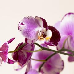 Orchid flowers in pink and white colors on brown background- Stock Photo or Stock Video of rcfotostock | RC Photo Stock