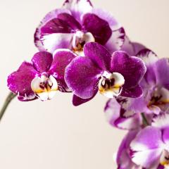 Orchid flowers in pink colors on brown background- Stock Photo or Stock Video of rcfotostock | RC-Photo-Stock