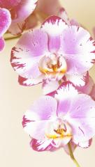Orchid flowers in pink colors on brown background- Stock Photo or Stock Video of rcfotostock | RC-Photo-Stock