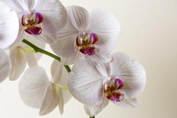 Orchid flowers in white colors on brown background- Stock Photo or Stock Video of rcfotostock | RC Photo Stock