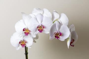 Orchid flowers in white pink colors on brown background- Stock Photo or Stock Video of rcfotostock | RC Photo Stock