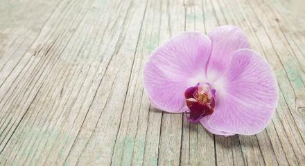 Orchid theme objects on the wooden background.- Stock Photo or Stock Video of rcfotostock | RC Photo Stock