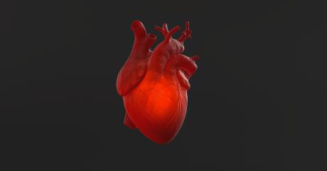 Organic Anatomical human Heart beat with glow inside. Anatomy and medicine concept image. - Stock Photo or Stock Video of rcfotostock | RC Photo Stock