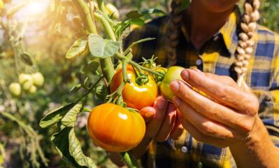 Organic food farm. Female farmer picking fresh ripe tomato vegetables for the market sale. Healthy food production. : Stock Photo or Stock Video Download rcfotostock photos, images and assets rcfotostock | RC Photo Stock.: