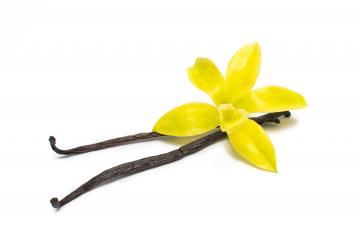 Original Vanilla flower with Dried sticks- Stock Photo or Stock Video of rcfotostock | RC-Photo-Stock
