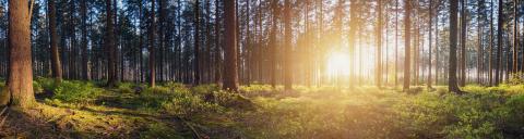 Panorama of a scenic forest at sunrise- Stock Photo or Stock Video of rcfotostock | RC-Photo-Stock