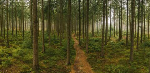 Path in to the forest at autumn with mist panorama. Drone Shot- Stock Photo or Stock Video of rcfotostock | RC Photo Stock