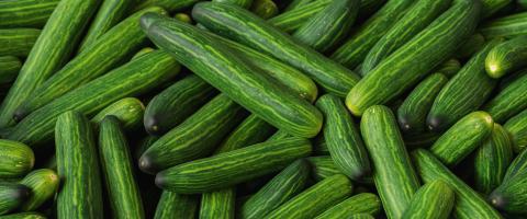pile of cucumbers at market- Stock Photo or Stock Video of rcfotostock | RC Photo Stock