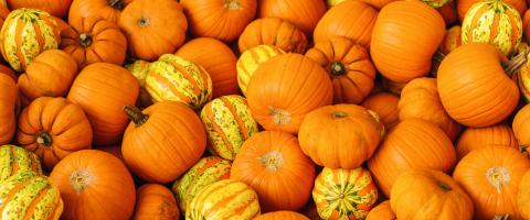 pile of different pumpkins at a market : Stock Photo or Stock Video Download rcfotostock photos, images and assets rcfotostock | RC Photo Stock.: