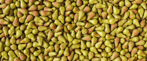 pile of Pears, banner size- Stock Photo or Stock Video of rcfotostock | RC Photo Stock