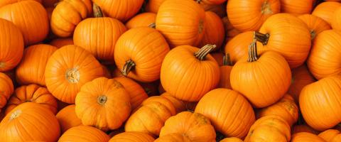 pile of pumpkins at a market- Stock Photo or Stock Video of rcfotostock | RC Photo Stock