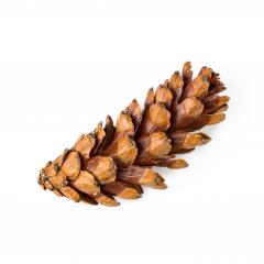 Pine cone isolated on white background- Stock Photo or Stock Video of rcfotostock | RC Photo Stock