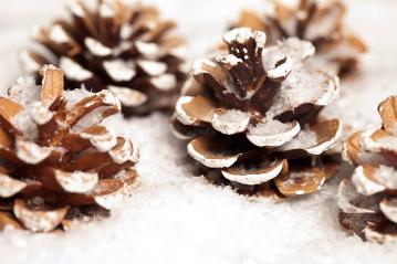 pine cones with snow : Stock Photo or Stock Video Download rcfotostock photos, images and assets rcfotostock | RC Photo Stock.: