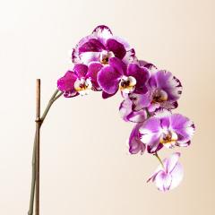 Pink Orchid flowers cosmetics on brown background : Stock Photo or Stock Video Download rcfotostock photos, images and assets rcfotostock | RC-Photo-Stock.: