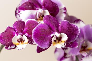 Pink Orchid flowers cosmetics on brown background- Stock Photo or Stock Video of rcfotostock | RC Photo Stock