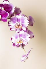 Pink Orchid flowers cosmetics on brown background- Stock Photo or Stock Video of rcfotostock | RC Photo Stock