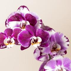 Pink Orchid flowers on brown background- Stock Photo or Stock Video of rcfotostock | RC Photo Stock