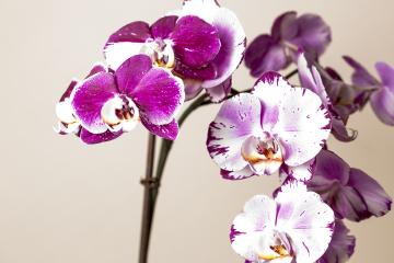 Pink Orchid flowers on brown background- Stock Photo or Stock Video of rcfotostock | RC-Photo-Stock