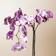 Pink Orchid flowers on brown background- Stock Photo or Stock Video of rcfotostock | RC Photo Stock